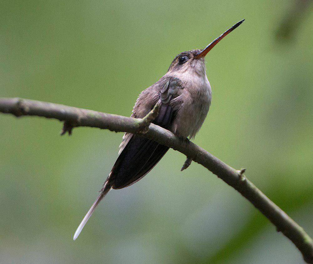 直嘴隐蜂鸟 / Straight-billed Hermit / Phaethornis bourcieri