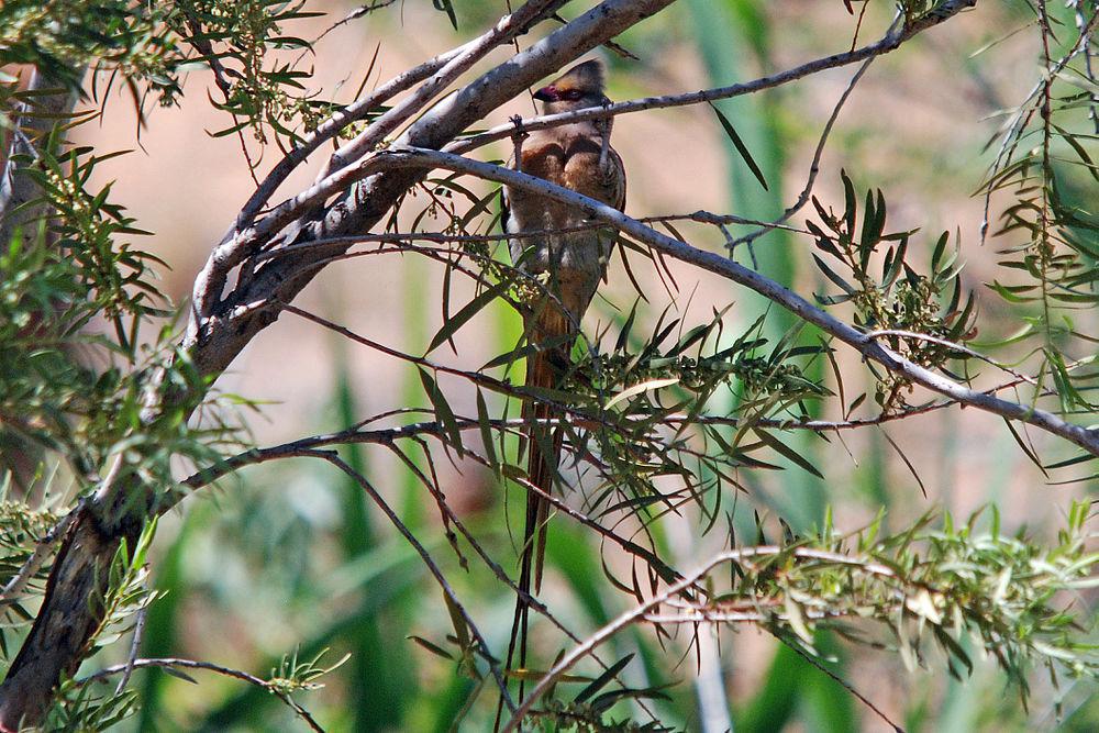 红脸鼠鸟 / Red-faced Mousebird / Urocolius indicus