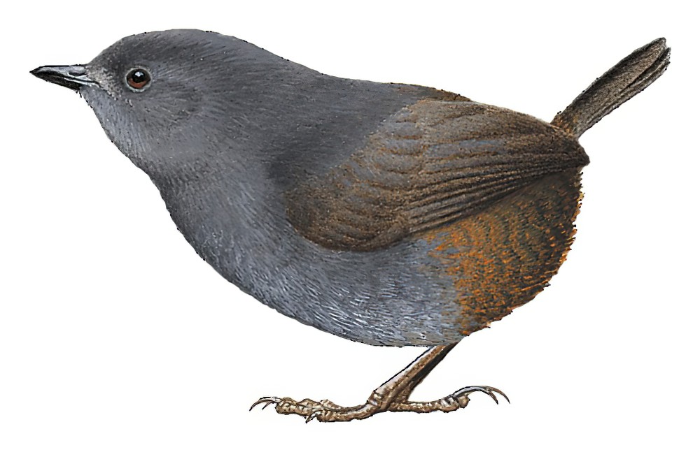 加拉加斯窜鸟 / Caracas Tapaculo / Scytalopus caracae