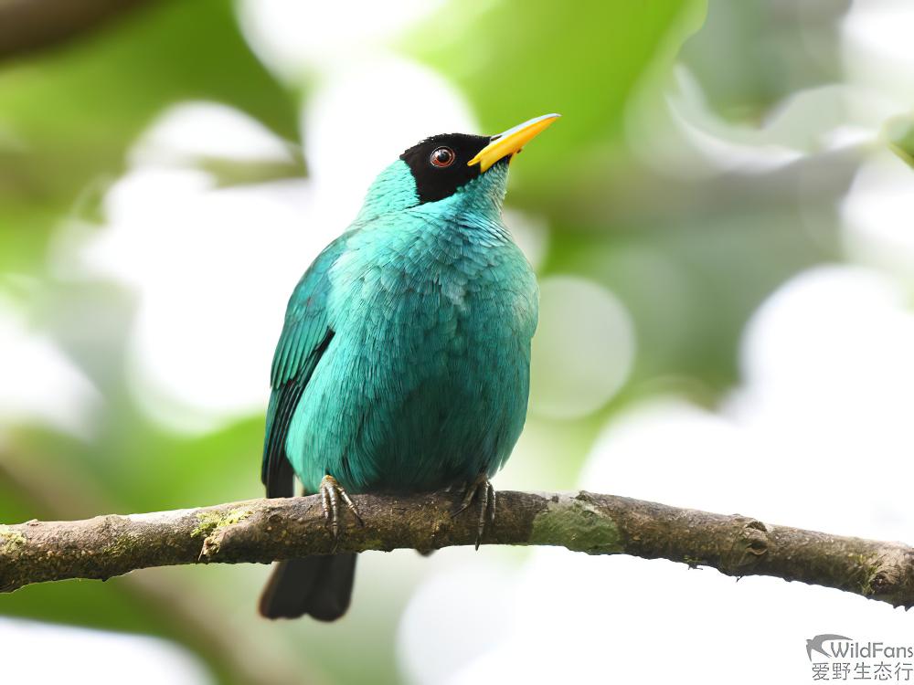 绿旋蜜雀 / Green Honeycreeper / Chlorophanes spiza