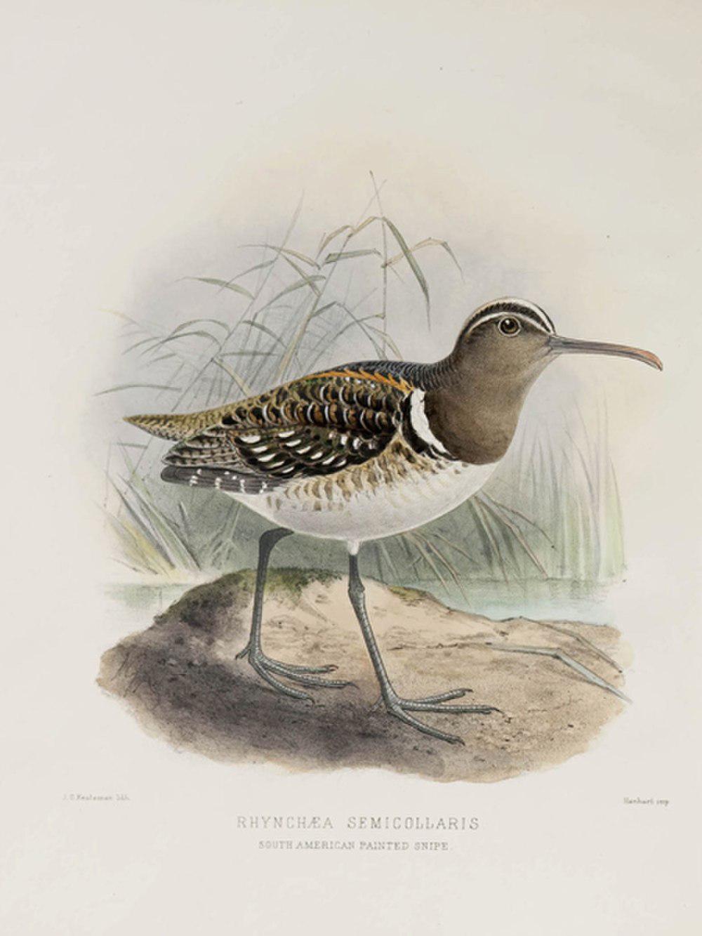 半领彩鹬 / South American Painted-snipe / Nycticryphes semicollaris