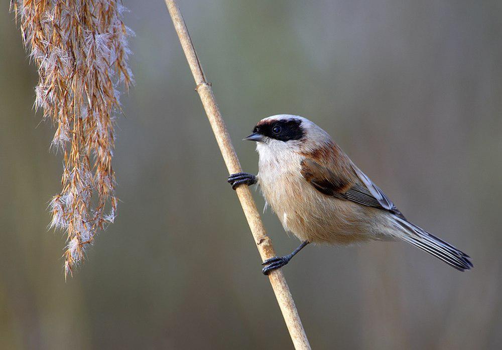 欧亚攀雀 / Eurasian Penduline Tit / Remiz pendulinus