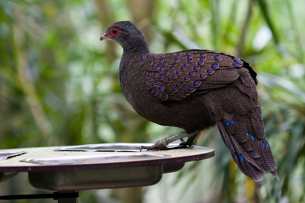 眼斑孔雀雉 / Germain\'s Peacock-Pheasant / Polyplectron germaini
