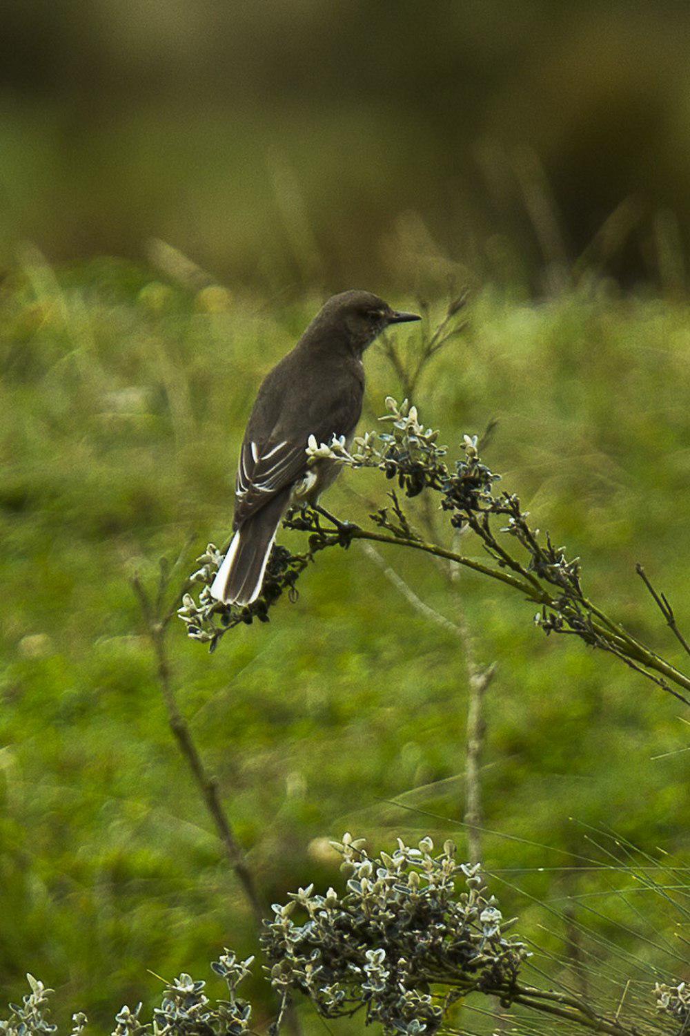 白尾鵙霸鹟 / White-tailed Shrike-Tyrant / Agriornis albicauda