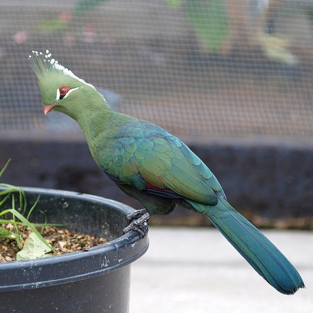 利氏蕉鹃 / Livingstone\'s Turaco / Tauraco livingstonii