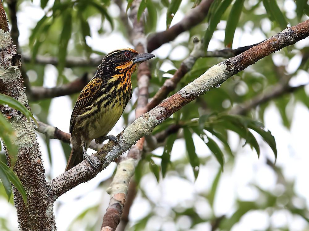 金胸须䴕 / Gilded Barbet / Capito auratus