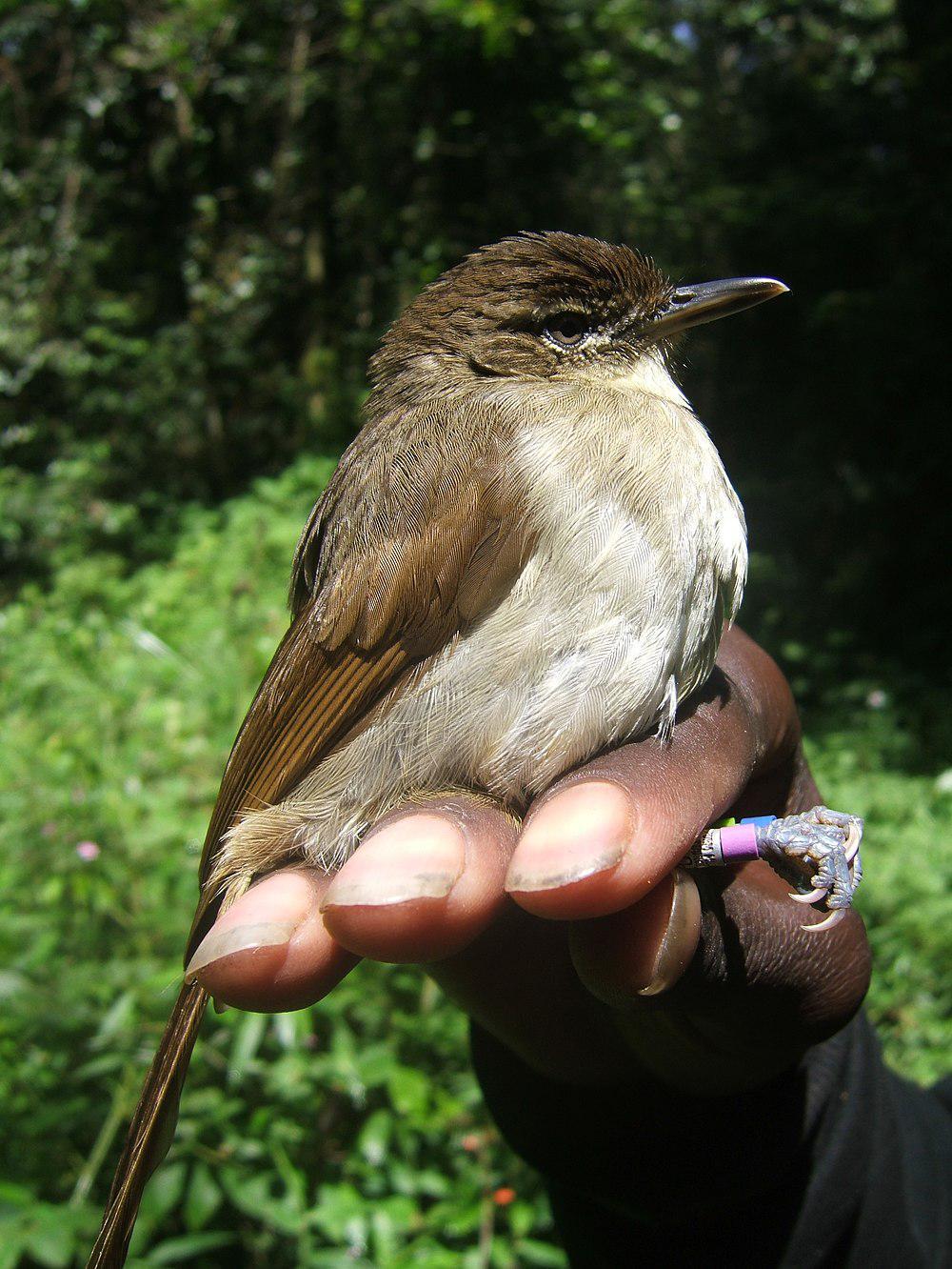 橄榄绿旋木鹎 / Placid Greenbul / Phyllastrephus placidus