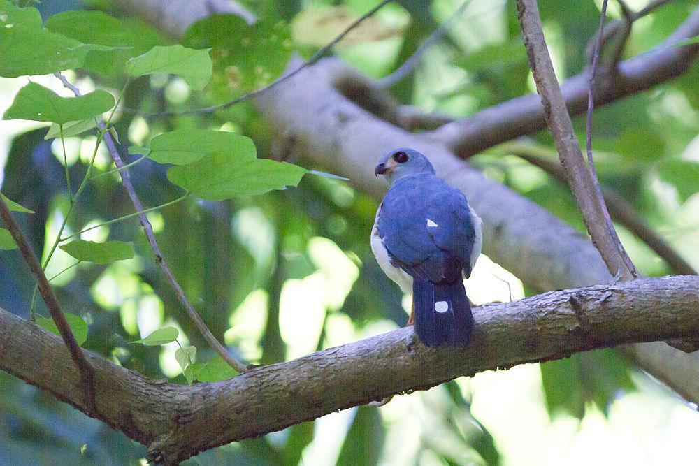 斑尾鹰 / Spot-tailed Sparrowhawk / Accipiter trinotatus