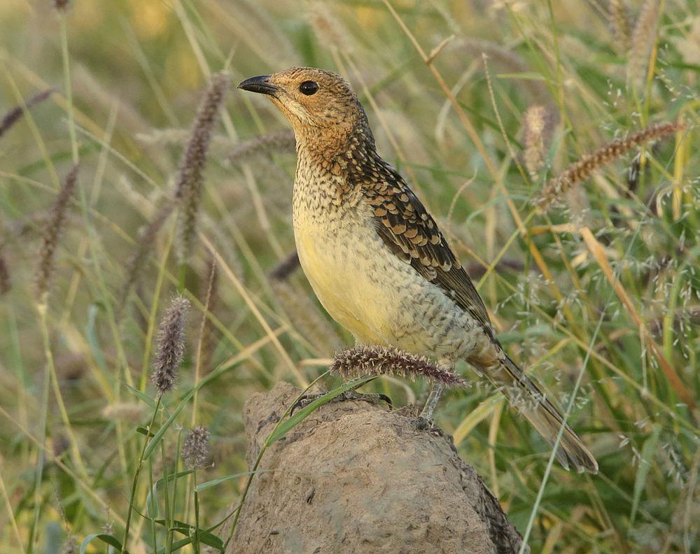 斑大亭鸟 / Spotted Bowerbird / Chlamydera maculata