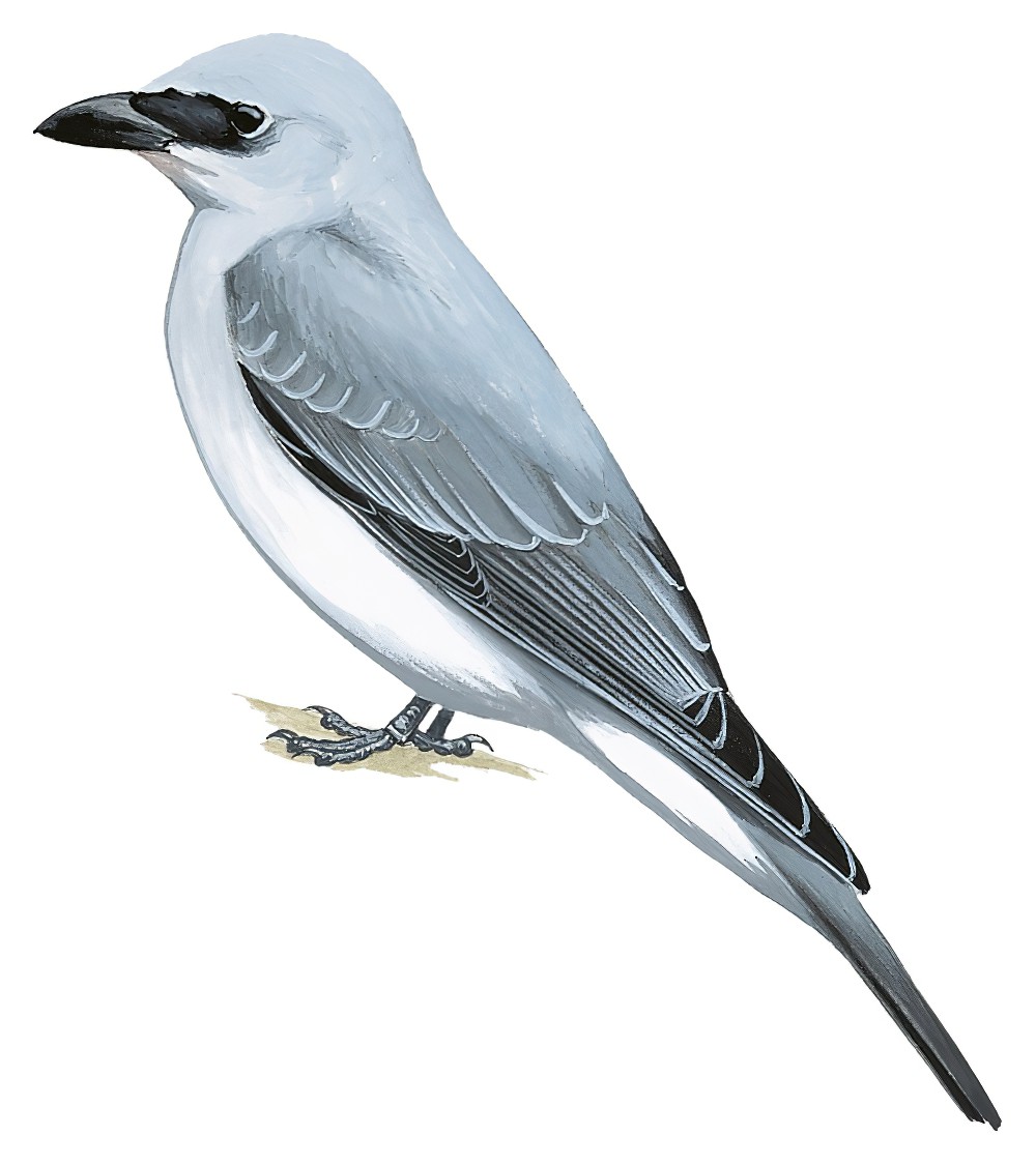 马努斯鹃鵙 / Manus Cuckooshrike / Coracina ingens