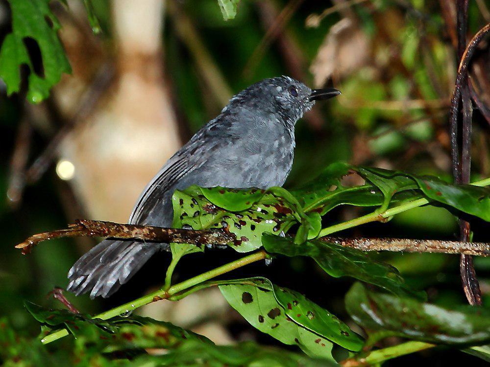 淡黑蚁鸟 / Blackish Antbird / Cercomacroides nigrescens