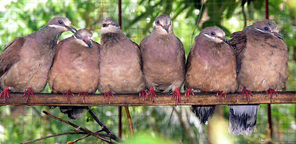 小褐果鸠 / White-eared Brown Dove / Phapitreron leucotis