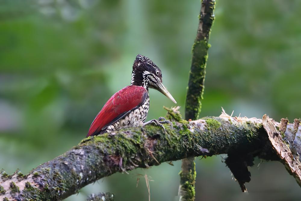 绯红背啄木鸟 / Crimson-backed Flameback / Chrysocolaptes stricklandi