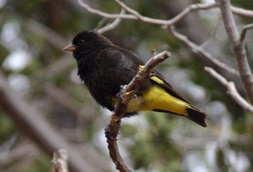 黑金翅雀 / Black Siskin / Spinus atratus