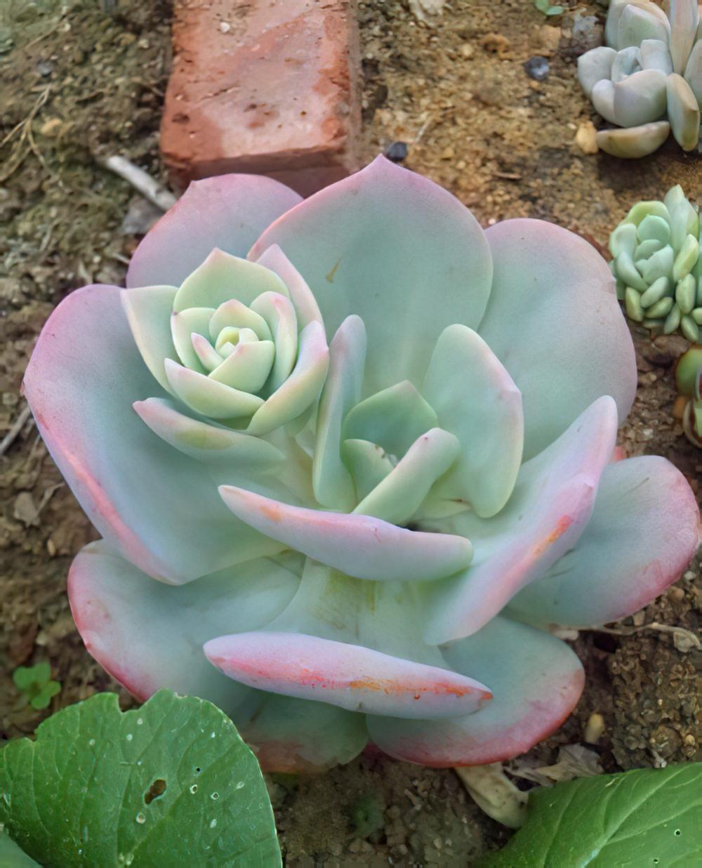 白凤 Echeveria ‘Hakuhou’