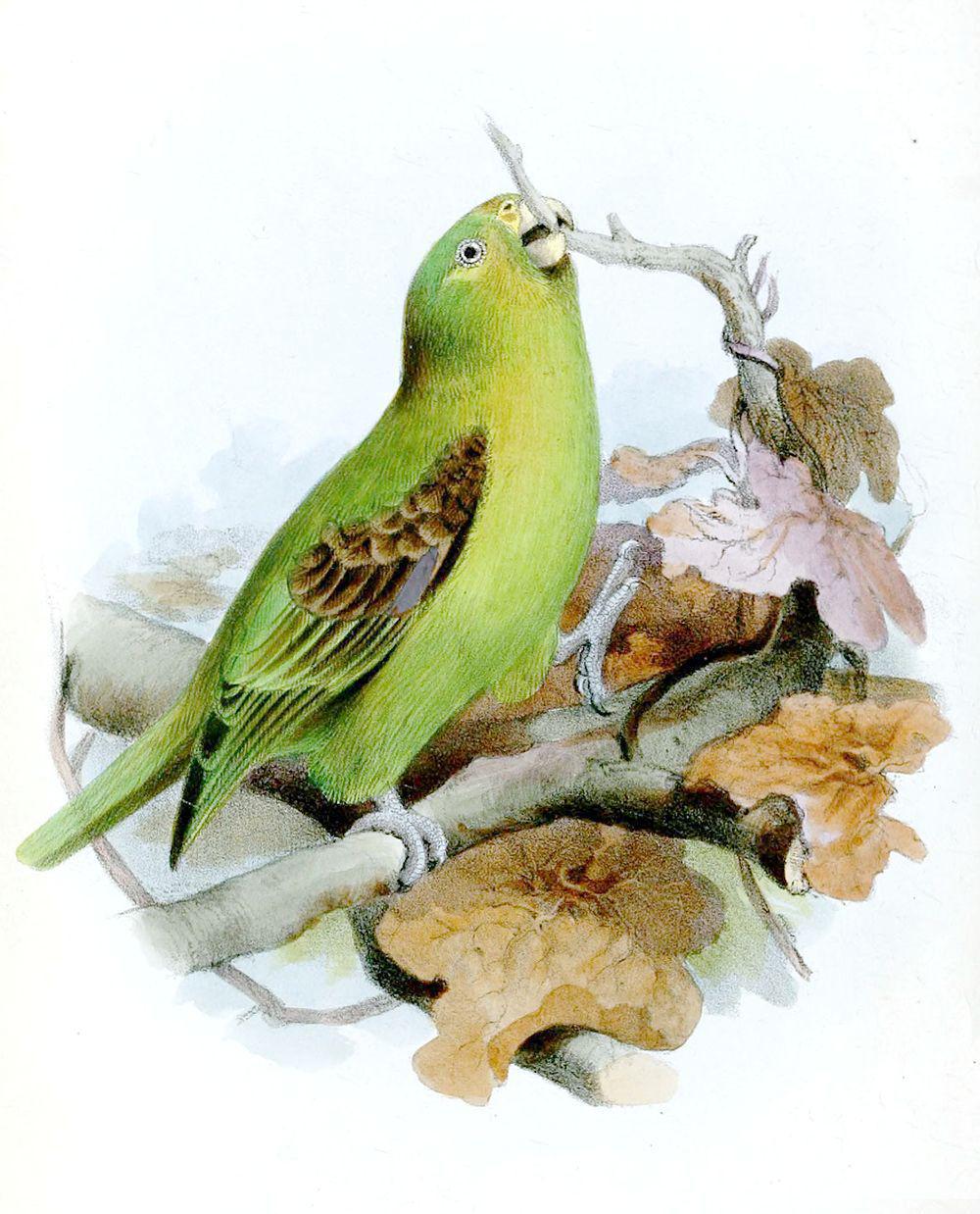 斑翅鹦哥 / Spot-winged Parrotlet / Touit stictopterus