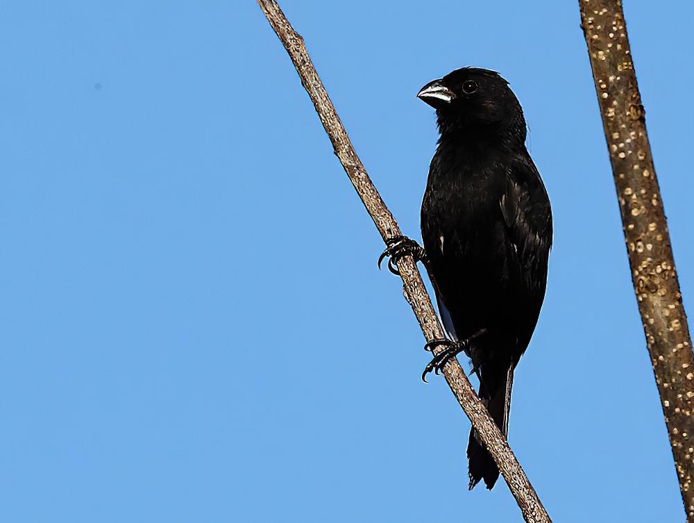 厚嘴籽雀 / Thick-billed Seed Finch / Sporophila funerea