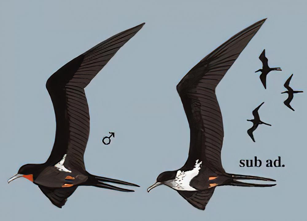 白斑军舰鸟 / Lesser Frigatebird / Fregata ariel