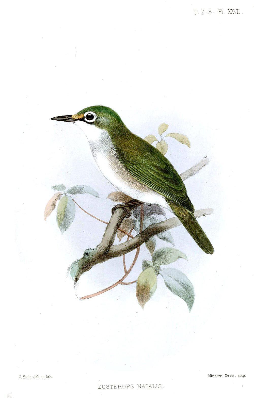 圣诞岛绣眼鸟 / Christmas White-eye / Zosterops natalis