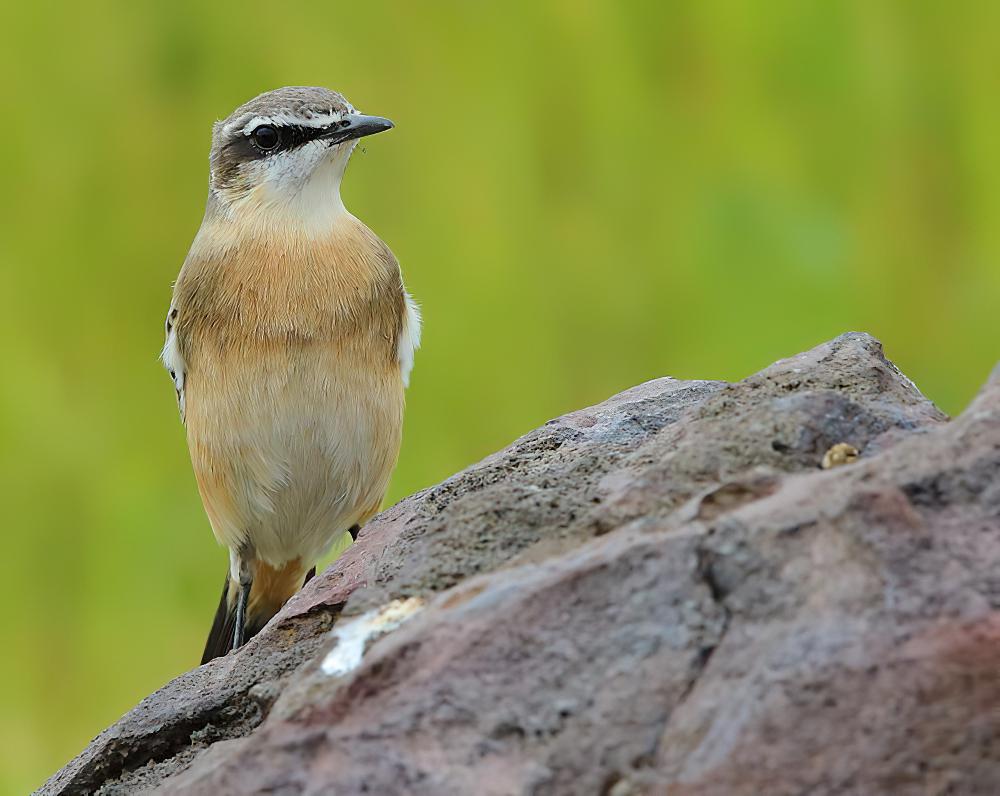 红胸䳭 / Red-breasted Wheatear / Oenanthe bottae