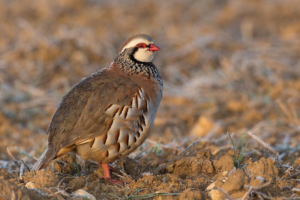 红腿石鸡 / Red-legged Partridge / Alectoris rufa