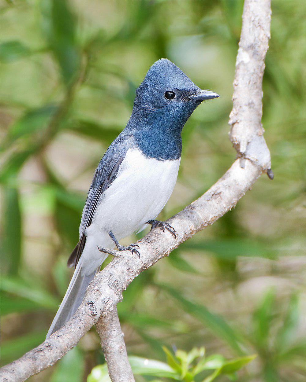 铅灰阔嘴鹟 / Leaden Flycatcher / Myiagra rubecula