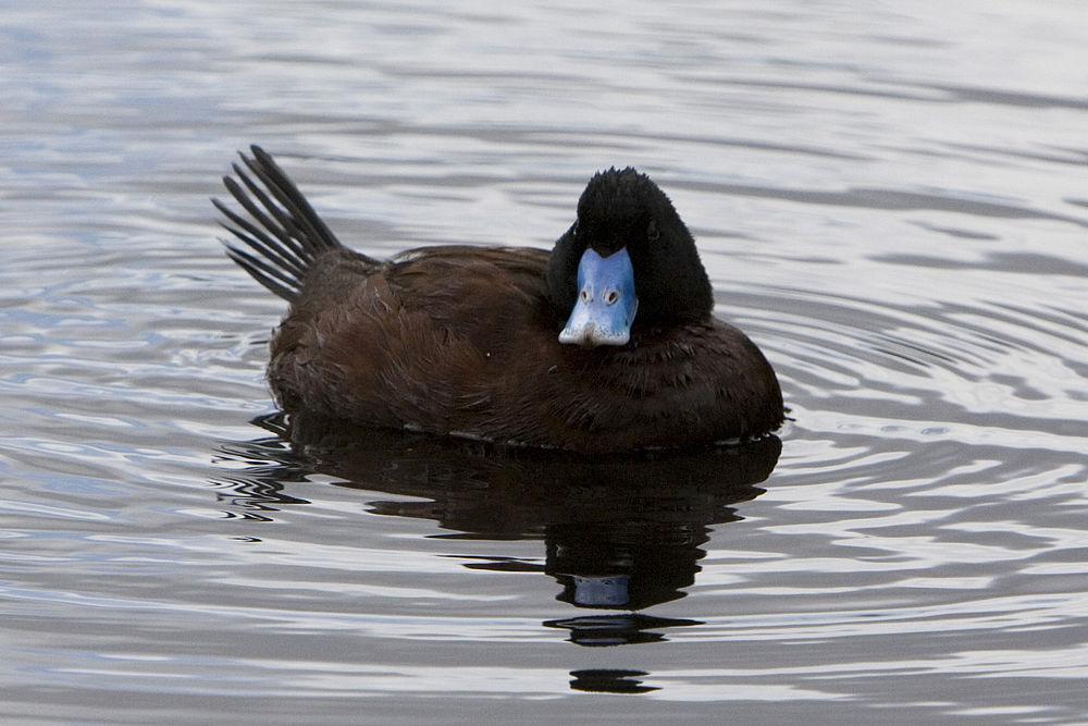 澳洲硬尾鸭 / Blue-billed Duck / Oxyura australis