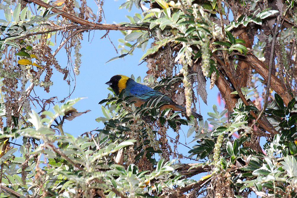 金领彩裸鼻雀 / Golden-collared Tanager / Iridosornis jelskii