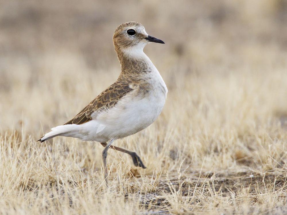 岩鸻 / Mountain Plover / Charadrius montanus