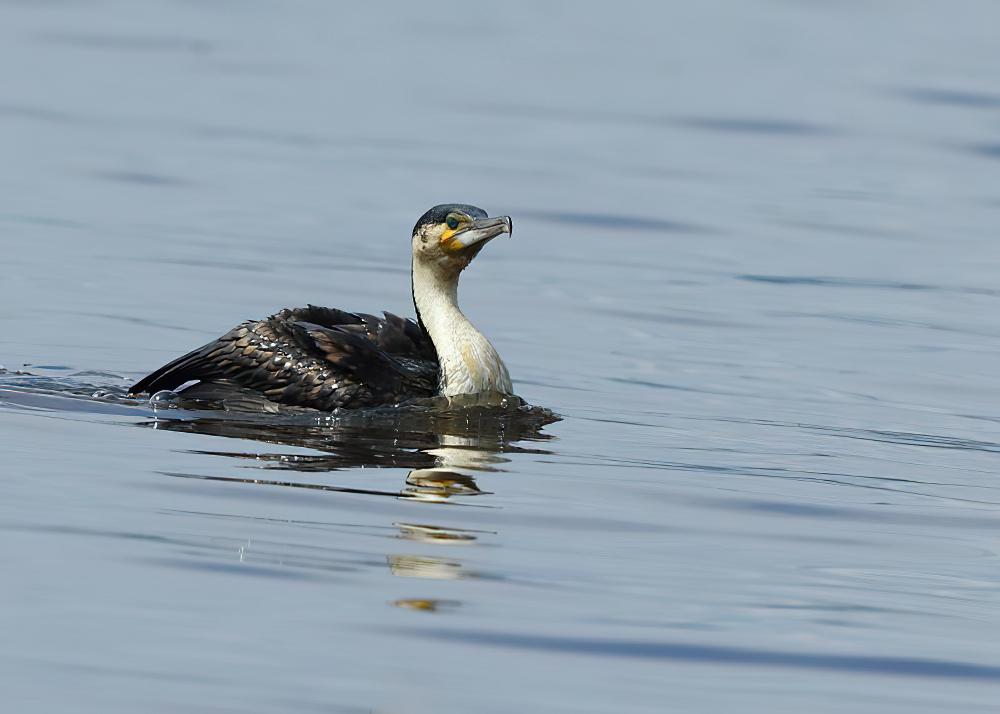 白胸鸬鹚 / White-breasted Cormorant / Phalacrocorax lucidus