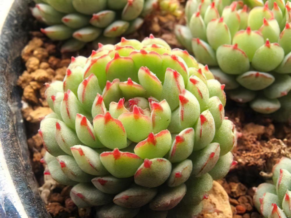 小红衣 Echeveria ‘Vincent Catto’