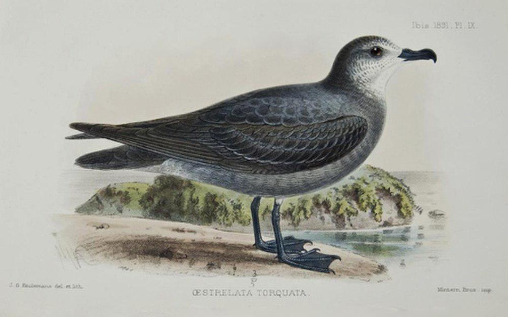 领圆尾鹱 / Collared Petrel / Pterodroma brevipes