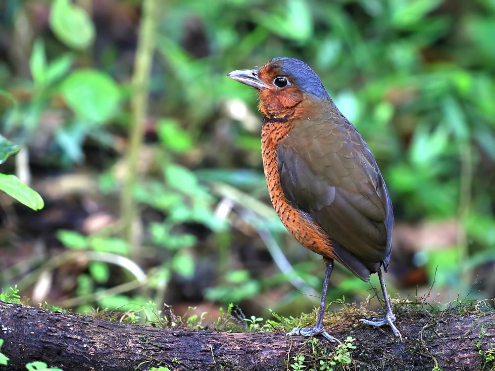 巨蚁鸫 / Giant Antpitta / Grallaria gigantea