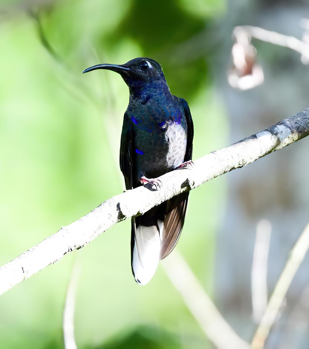 紫刀翅蜂鸟 / Violet Sabrewing / Campylopterus hemileucurus