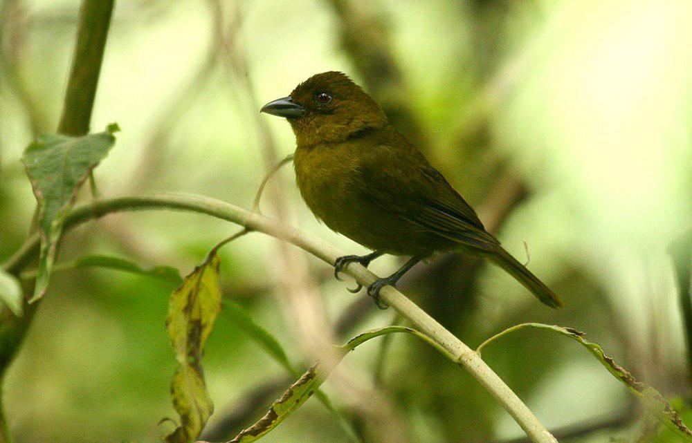 卡氏唐纳雀 / Carmiol\'s Tanager / Chlorothraupis carmioli