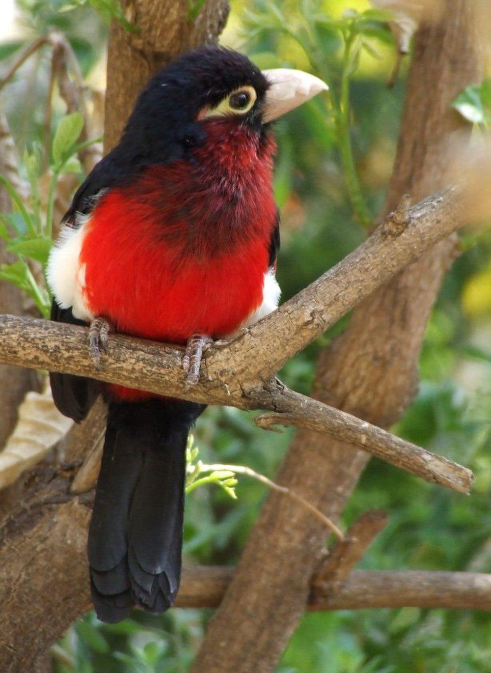 双齿拟䴕 / Double-toothed Barbet / Lybius bidentatus