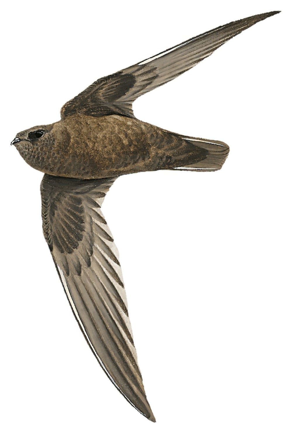 罗氏黑雨燕 / Rothschild's Swift / Cypseloides rothschildi