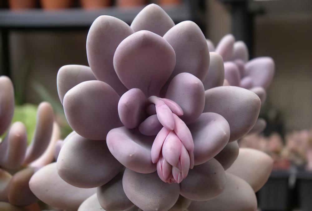 桃美人 Pachyphytum ‘Blue Haze‘