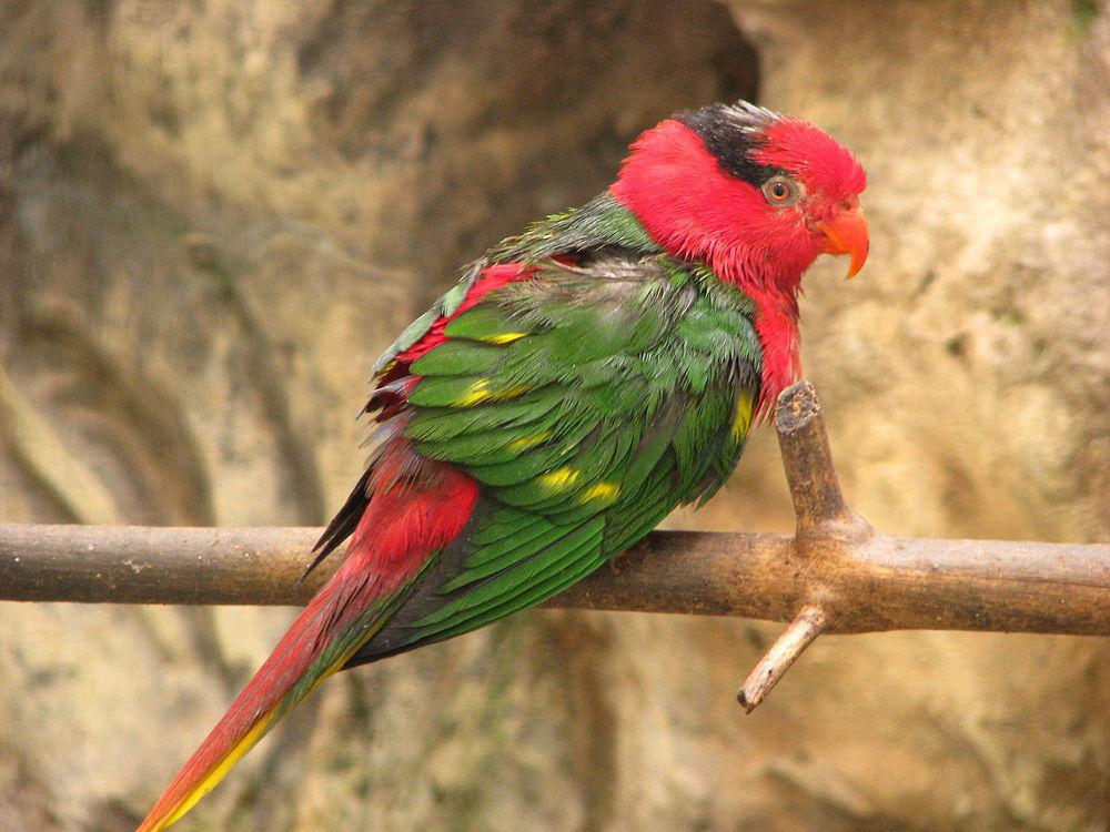 约氏鹦鹉 / Josephine\'s Lorikeet / Charmosyna josefinae