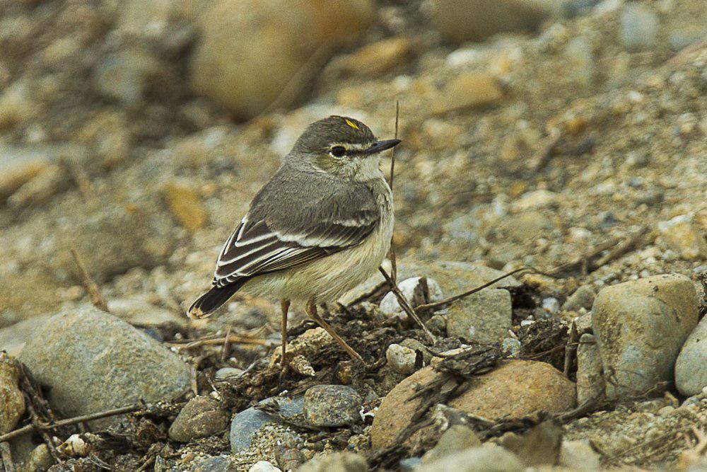 短尾田霸鹟 / Short-tailed Field Tyrant / Muscigralla brevicauda