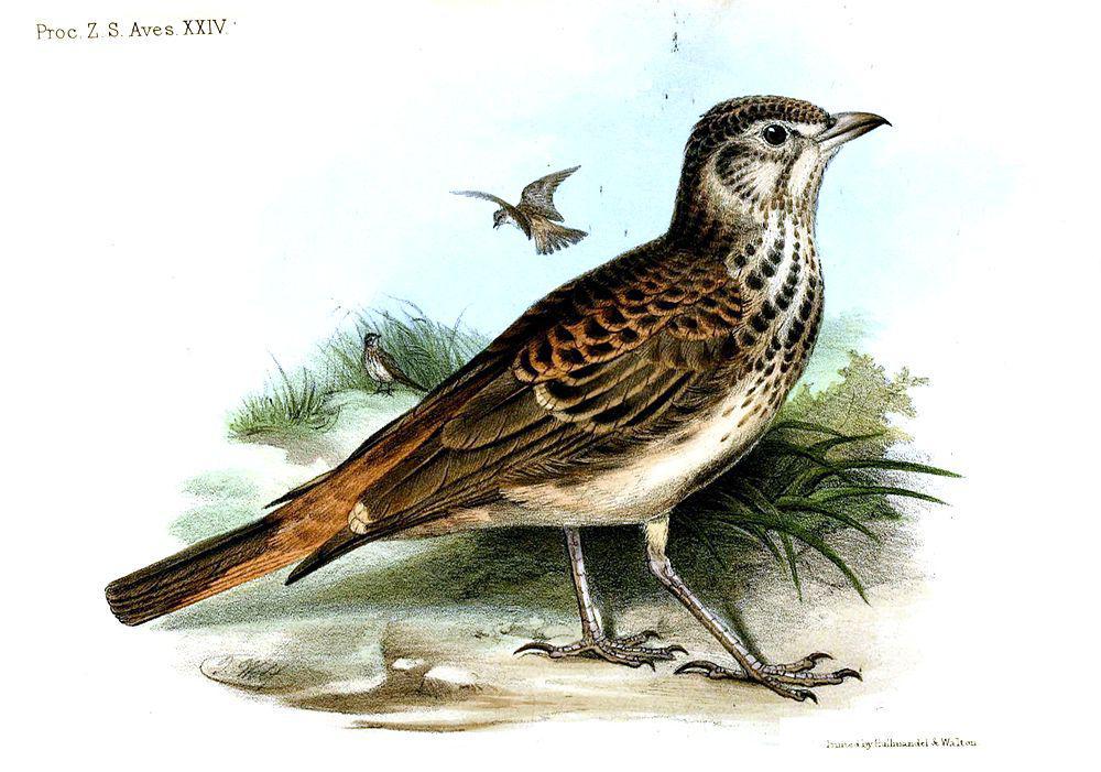 棕腰歌百灵 / Rufous-rumped Lark / Pinarocorys erythropygia