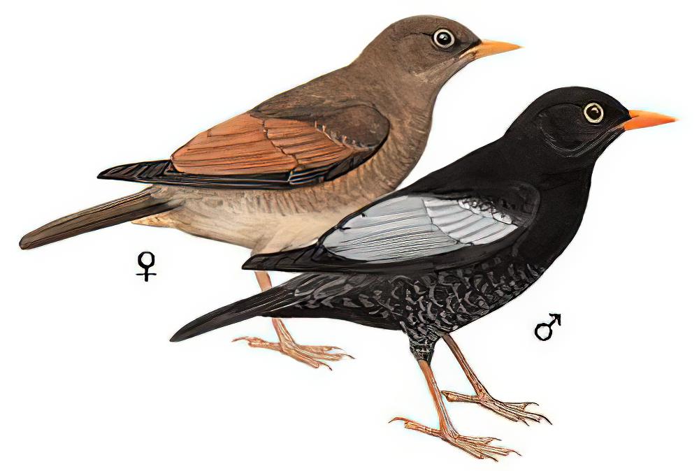 灰翅鸫 / Grey-winged Blackbird / Turdus boulboul