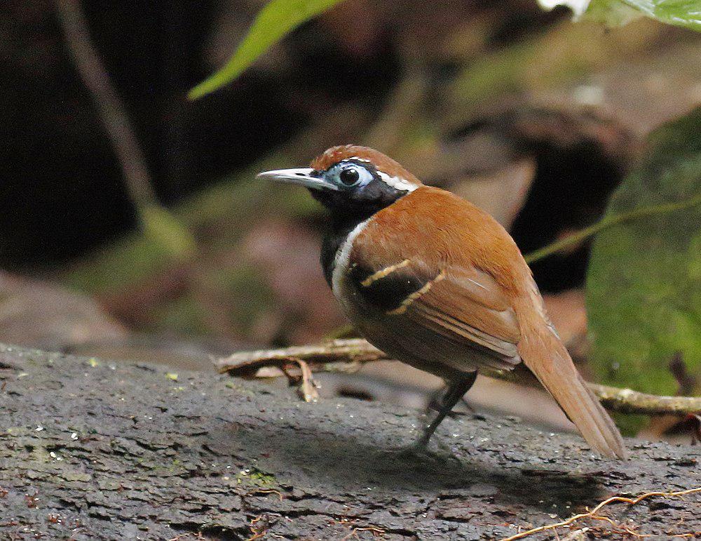 棕背蚁鸟 / Ferruginous-backed Antbird / Myrmoderus ferrugineus