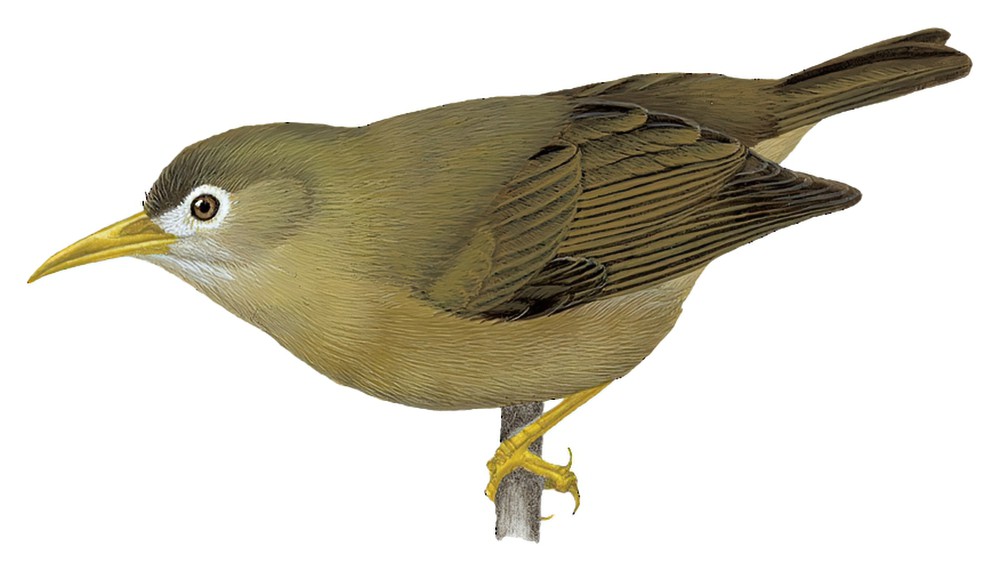 桑氏绣眼鸟 / Sanford's White-eye / Zosterops lacertosus