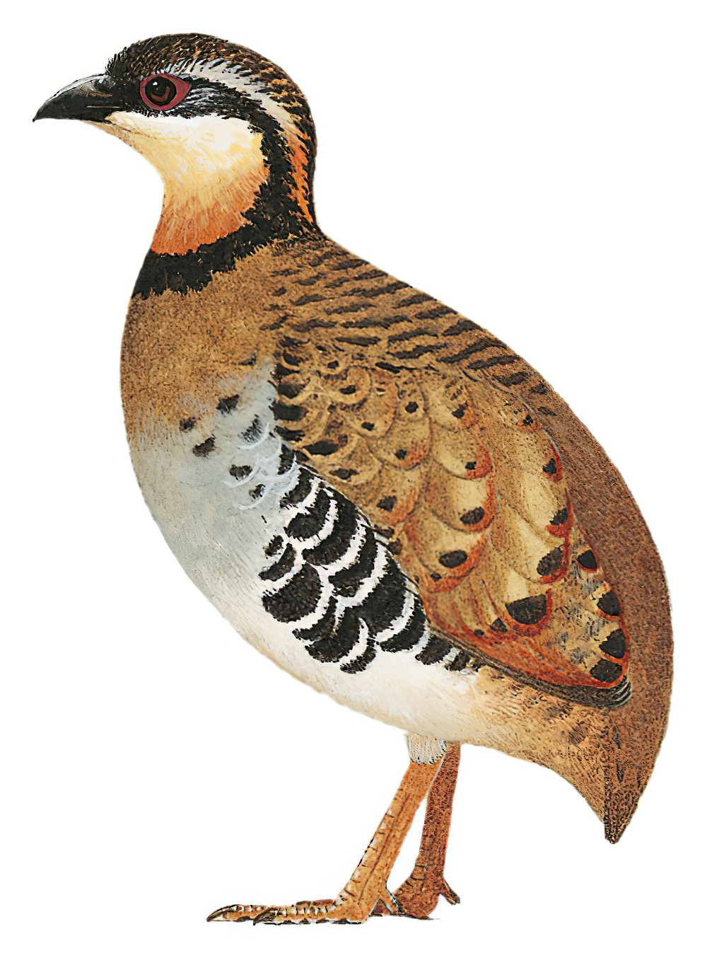 橙颈山鹧鸪 / Orange-necked Partridge / Arborophila davidi