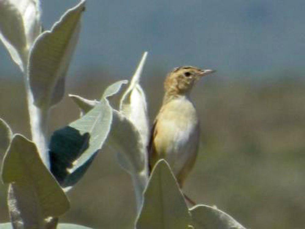 黑颈扇尾莺 / Black-backed Cisticola / Cisticola eximius