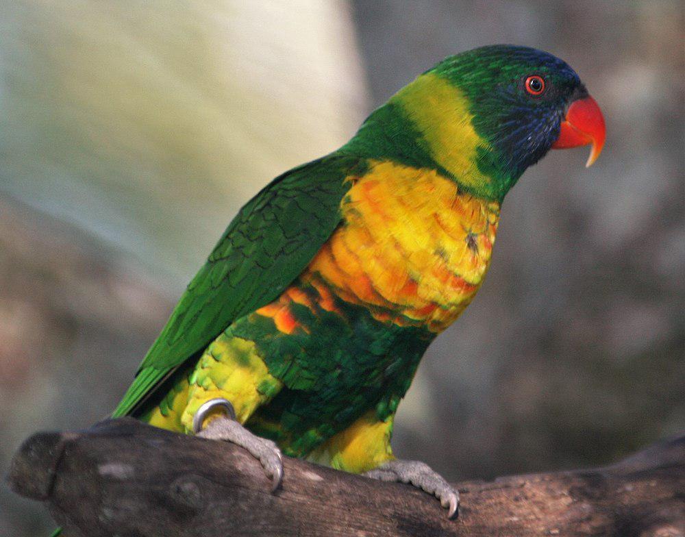 橘黄彩虹鹦鹉 / Marigold Lorikeet / Trichoglossus capistratus