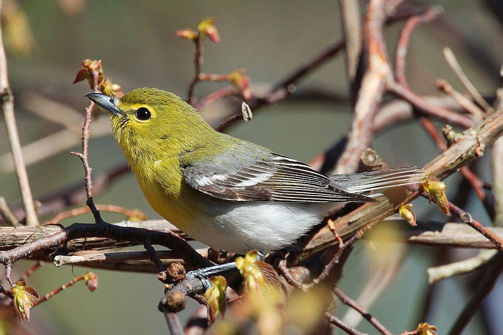 黄喉莺雀 / Yellow-throated Vireo / Vireo flavifrons