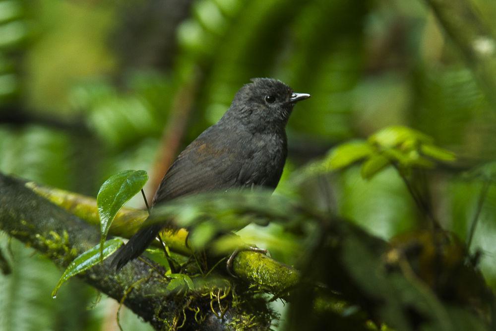 长尾窜鸟 / Long-tailed Tapaculo / Scytalopus micropterus