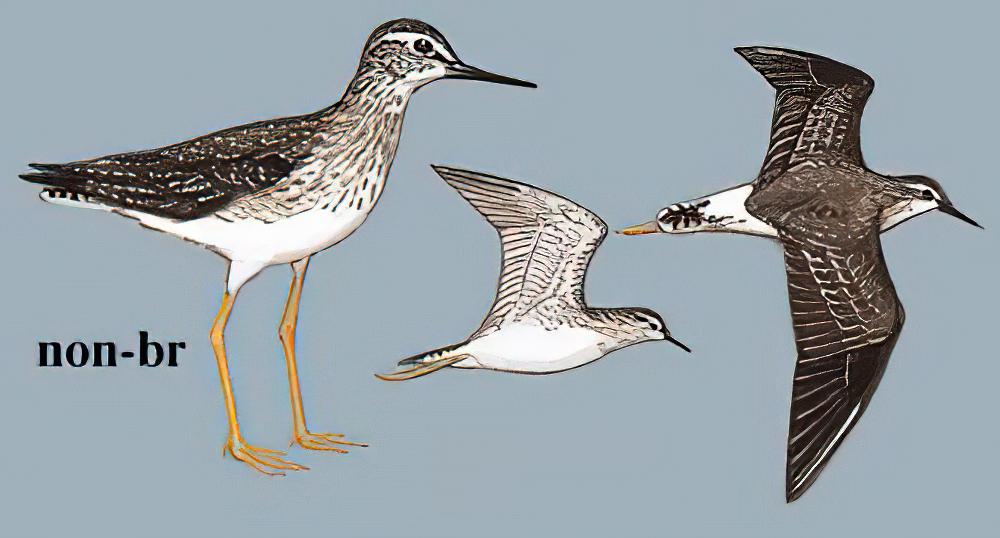 林鹬 / Wood Sandpiper / Tringa glareola